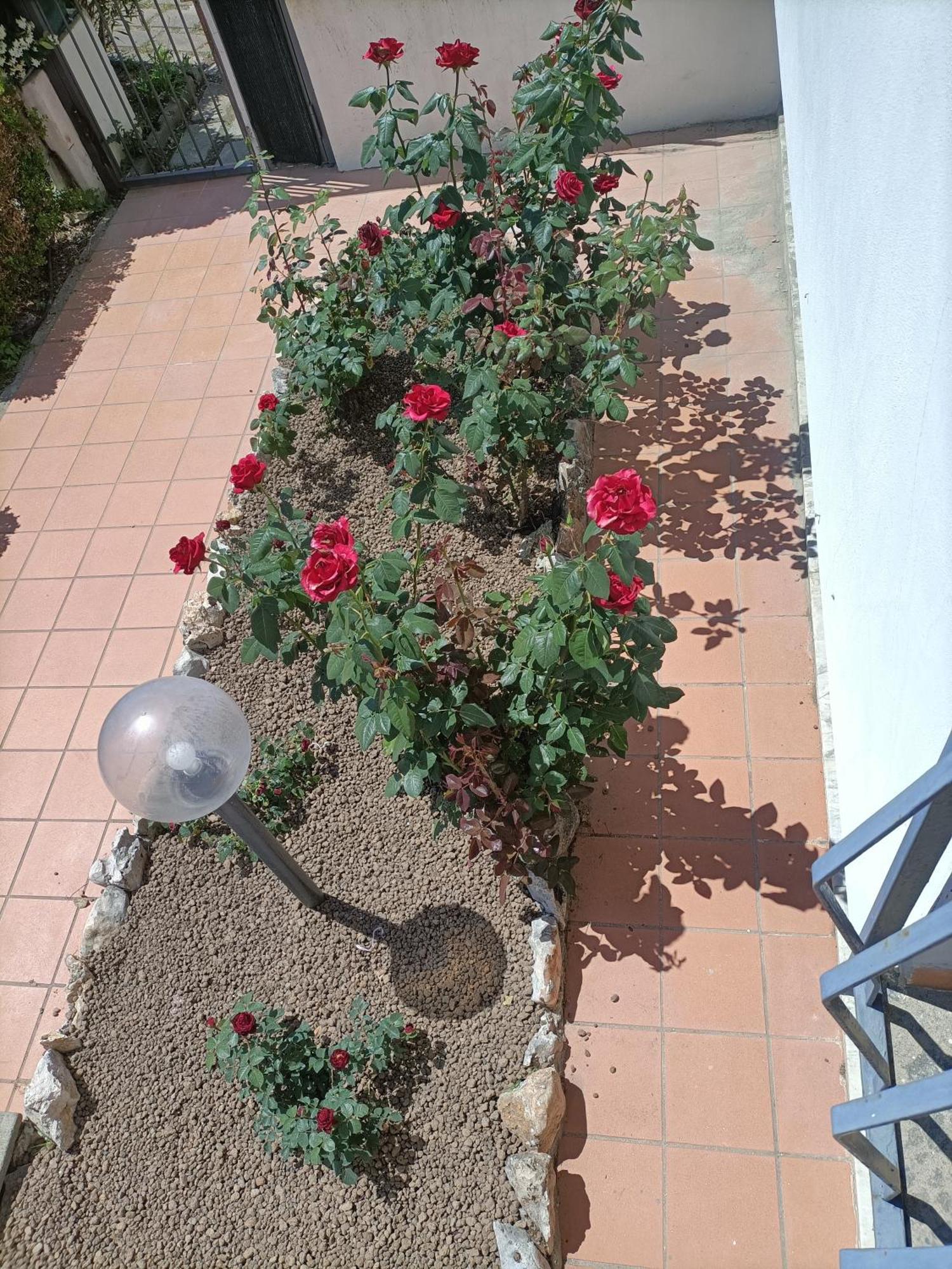 줄리아노인캄파니아 Il Giardino Degli Ulivi 아파트 외부 사진